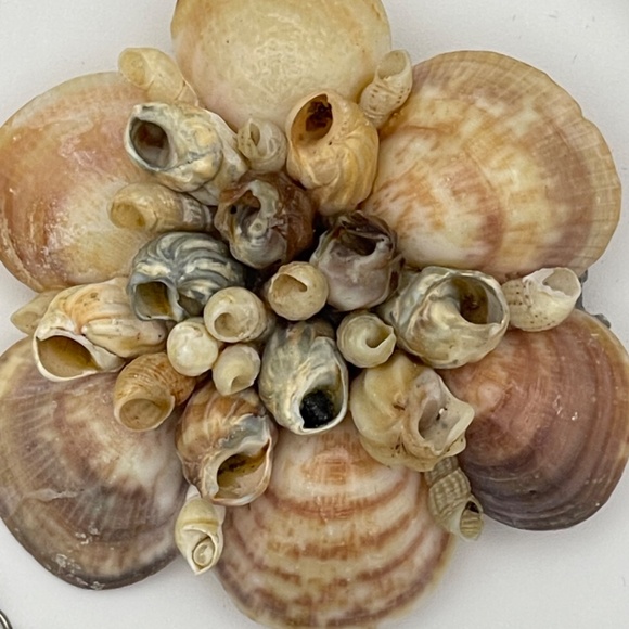 Vintage Real Sea Shell And Mother Of Pearl Jewelry Bracelet Brooches - Picture 4 of 11